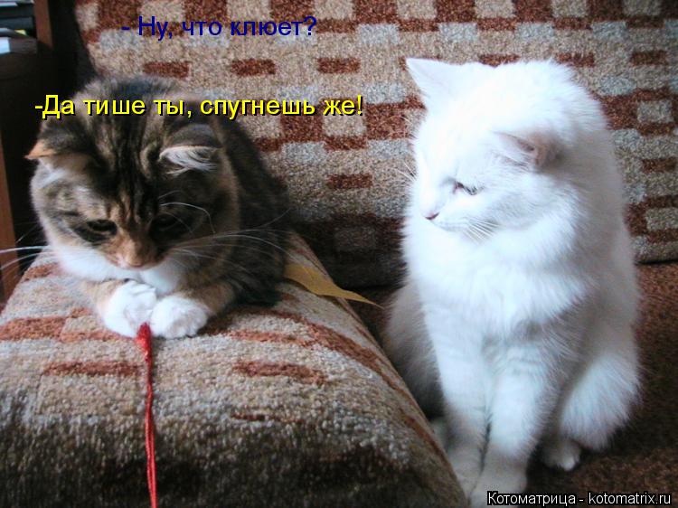 Котоматрица: - Ну, что клюет? -Да тише ты, спугнешь же!