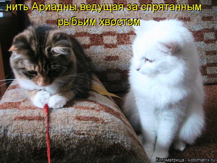 Котоматрица: нить Ариадны,ведущая за спрятанным  нить Ариадны,ведущая за спрятанным  рыбьим хвостом рыбьим хвостом