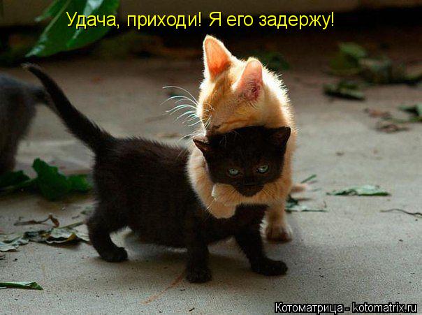 Удача, приходи! Я его задержу!... Котоматрица: Удача, приходи! Я его задержу!