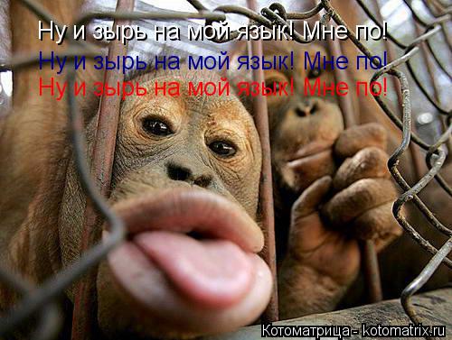 Ну и зырь на мой язык! Мне по! Ну и зырь на мой язык! Мне по! Ну и зырь на мой язык! Мне по!... Котоматрица: Ну и зырь на мой язык! Мне по! Ну и зырь на мой язык! Мне по! Ну и зырь на мой язык! Мне по!