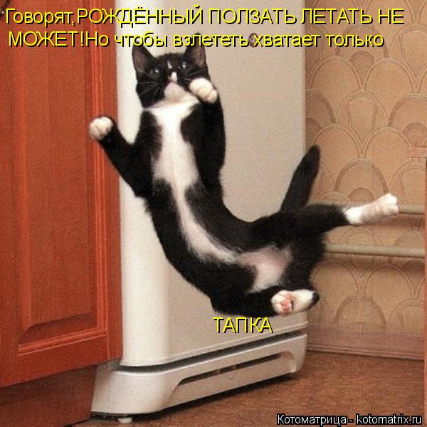 Говорят,РОЖДЁННЫЙ ПОЛЗАТЬ ЛЕТАТЬ НЕ МОЖЕТ!Но чтобы взлететь хватает только МОЖЕТ!Но чтобы взлететь хв... Котоматрица: Говорят,РОЖДЁННЫЙ ПОЛЗАТЬ ЛЕТАТЬ НЕ МОЖЕТ!Но чтобы взлететь хватает только МОЖЕТ!Но чтобы взлететь хватает только ТАПКА