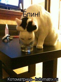 Блин!... Котоматрица: Блин!