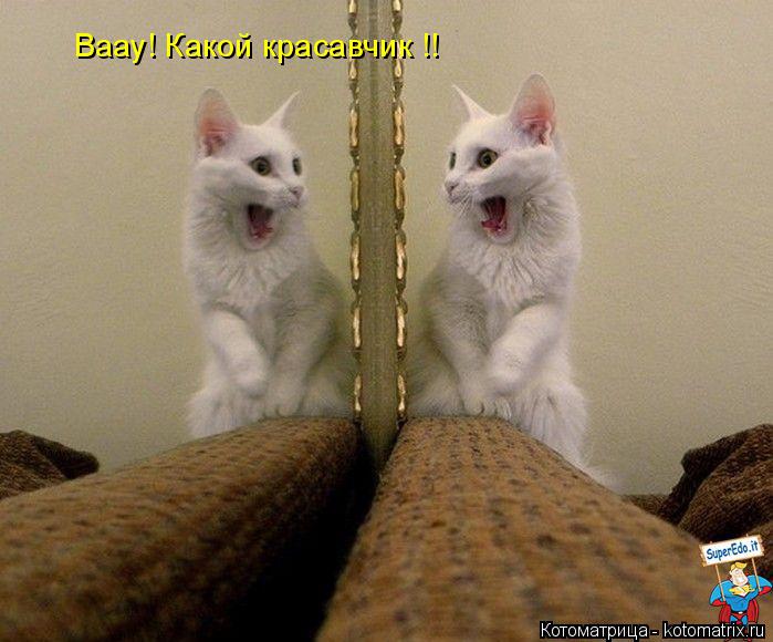 Ваау! Какой красавчик !!... Котоматрица: Ваау! Какой красавчик !!