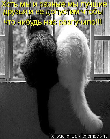 что нибудь нас разлучило!!! Хоть мы и разные,мы лучшие друзья,и не допустим чтобы... Котоматрица: что нибудь нас разлучило!!! Хоть мы и разные,мы лучшие друзья,и не допустим чтобы