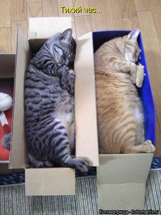 Котоматрица: Тихий час...