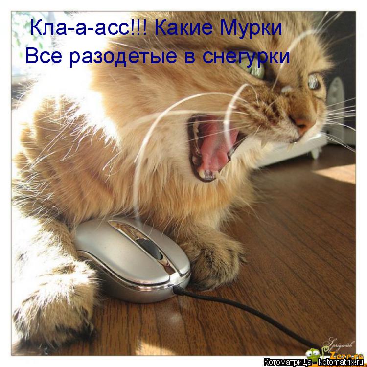 Кла-а-асс!!! Какие Мурки Все разодетые в снегурки... Котоматрица: Кла-а-асс!!! Какие Мурки Все разодетые в снегурки