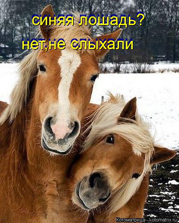 синяя лошадь? синяя лошадь? нет,не слыхали нет,не слыхали... Котоматрица: синяя лошадь? синяя лошадь? нет,не слыхали нет,не слыхали