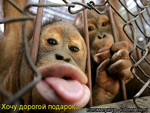 Котоматрица: Хочу дорогой подарок...