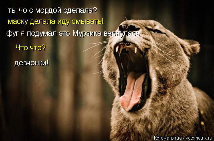 Котоматрица: ты чо с мордой сделала? маску делала иду смывать! фуг я подумал это Мурзика вернулась девчонки! Что что?