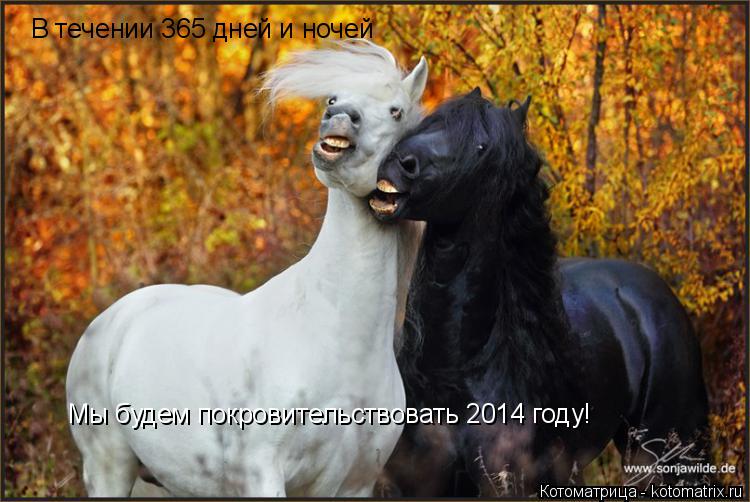 В течении 365 дней и ночей Мы будем покровительствовать 2014 году!... Котоматрица: В течении 365 дней и ночей Мы будем покровительствовать 2014 году!