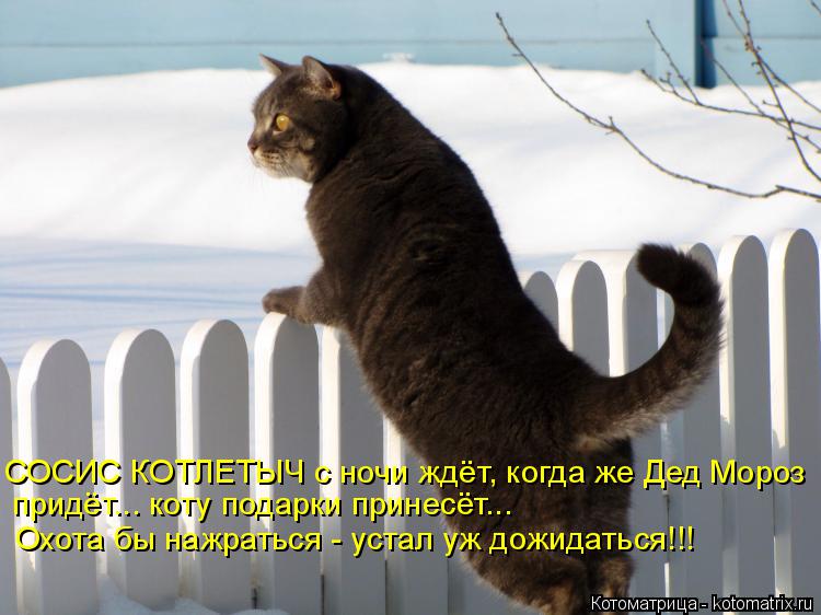 СОСИС КОТЛЕТЫЧ с ночи ждёт, когда же Дед Мороз придёт... коту подарки принесёт... Охота бы нажраться ... Котоматрица: СОСИС КОТЛЕТЫЧ с ночи ждёт, когда же Дед Мороз придёт... коту подарки принесёт... Охота бы нажраться - устал уж дожидаться!!!