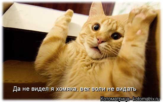 Котоматрица: Да не видел я хомяка, век воли не видать