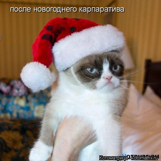 после новогоднего карпаратива... Котоматрица: после новогоднего карпаратива