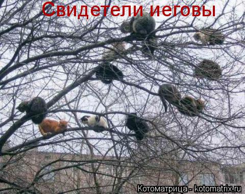 Котоматрица: Свидетели иеговы