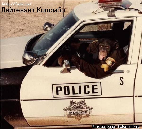 Котоматрица: Лейтенант Коломбо