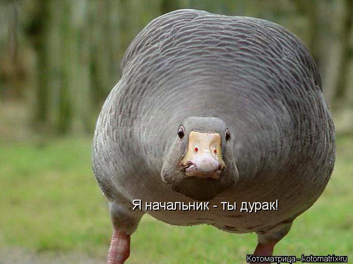Котоматрица: Я начальник - ты дурак!
