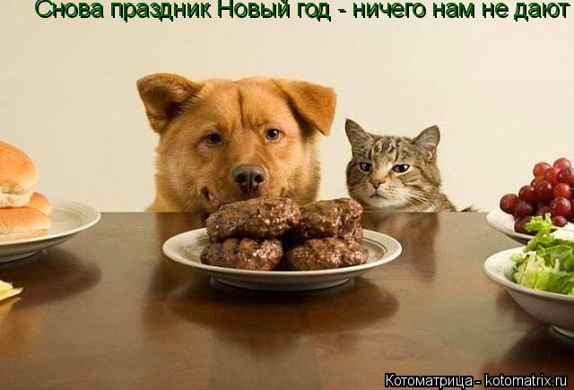 Снова праздник Новый год - ничего нам не дают !... Котоматрица: Снова праздник Новый год - ничего нам не дают !