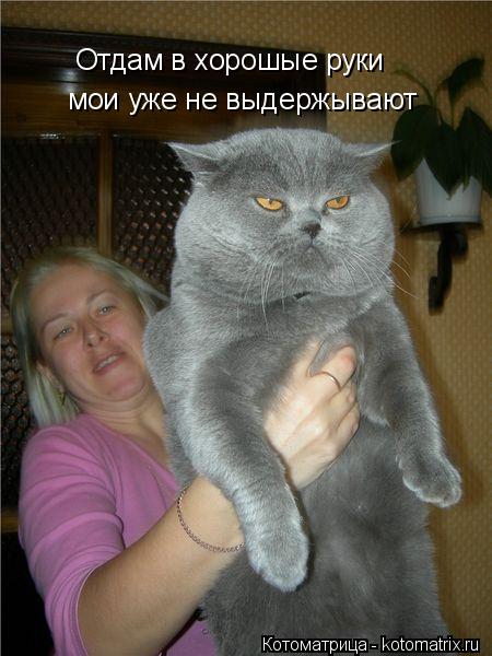 Котоматрица: Отдам в хорошые руки мои уже не выдержывают