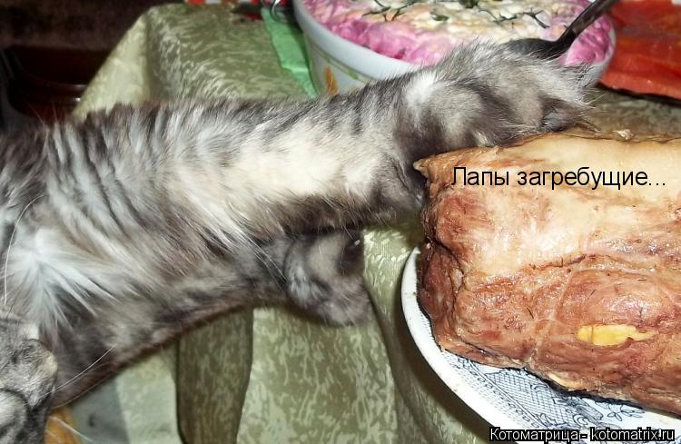 Лапы загребущие...... Котоматрица: Лапы загребущие...