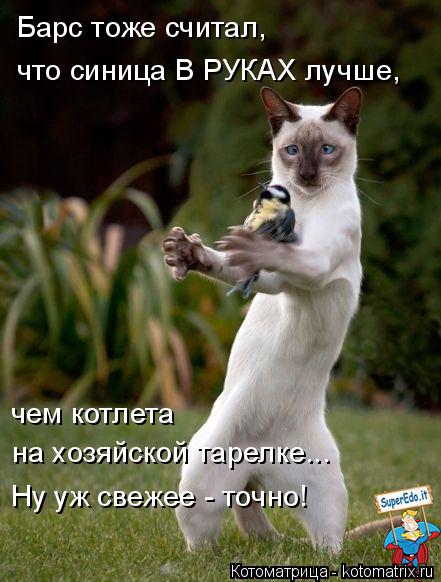 Барс тоже считал, что синица В РУКАХ лучше, чем котлета на хозяйской тарелке... Ну уж свежее - точно... Котоматрица: Барс тоже считал, что синица В РУКАХ лучше, чем котлета на хозяйской тарелке... Ну уж свежее - точно!