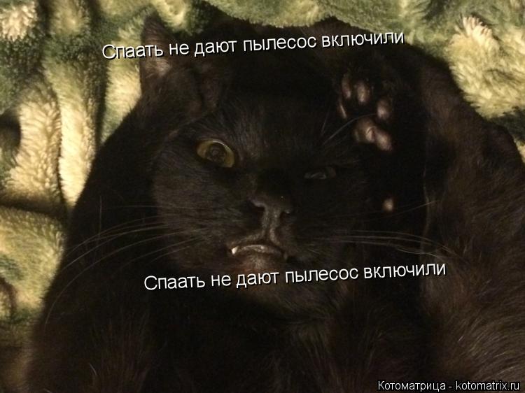 Спаать не дают пылесос включили Спаать не дают пылесос включили... Котоматрица: Спаать не дают пылесос включили Спаать не дают пылесос включили