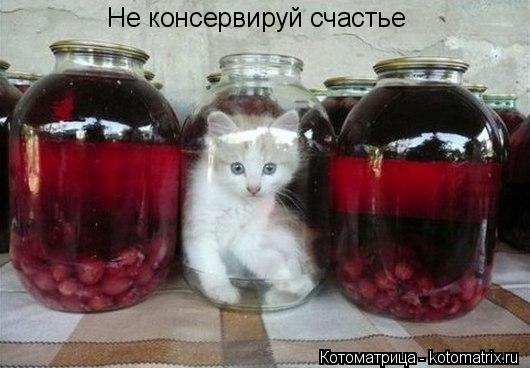 Котоматрица: Не консервируй счастье