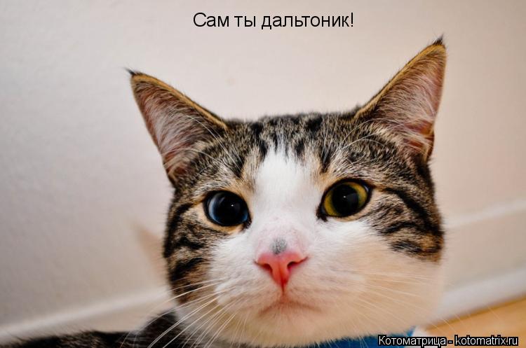 Котоматрица: Сам ты дальтоник!