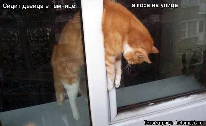 Сидит девица в темнице а коса на улице... Котоматрица: Сидит девица в темнице а коса на улице