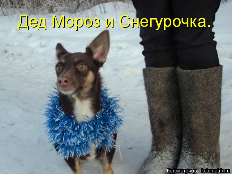 Котоматрица: Дед Мороз и Снегурочка.