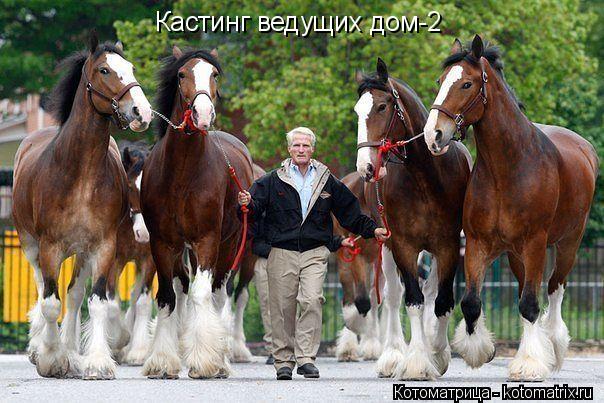 Котоматрица: Кастинг ведущих дом-2