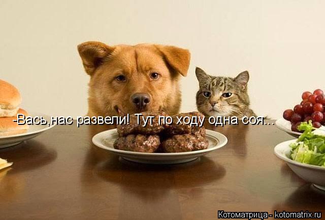 Котоматрица: -Вась,нас развели! Тут по ходу одна соя...