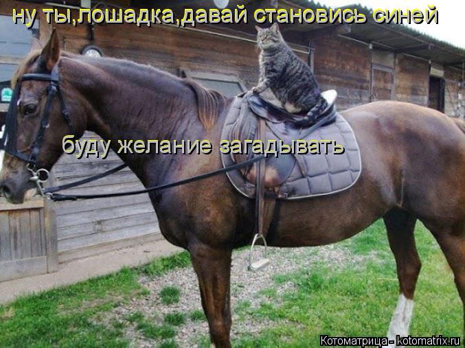 Котоматрица: ну ты,лошадка,давай становись синей ну ты,лошадка,давай становись синей буду желание загадывать буду желание загадывать