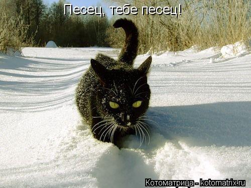Котоматрица: Песец, тебе песец!