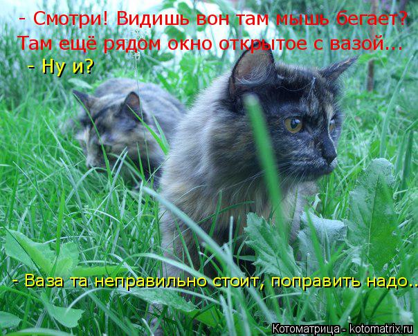 - Смотри! Видишь вон там мышь бегает? Там ещё рядом окно открытое с вазой... - Ну и? - Ваза та неп... Котоматрица: - Смотри! Видишь вон там мышь бегает? Там ещё рядом окно открытое с вазой... - Ну и? - Ваза та неправильно стоит, поправить надо...