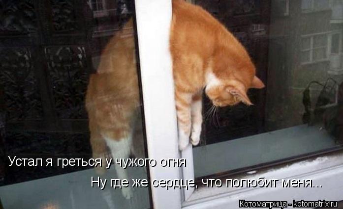 Котоматрица: Устал я греться у чужого огня Ну где же сердце, что полюбит меня...