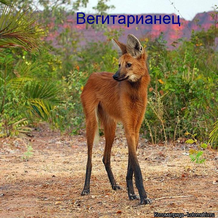 Вегитарианец... Котоматрица: Вегитарианец