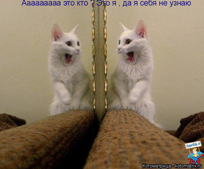 Ааааааааа это кто ? Это я , да я себя не узнаю... Котоматрица: Ааааааааа это кто ? Это я , да я себя не узнаю