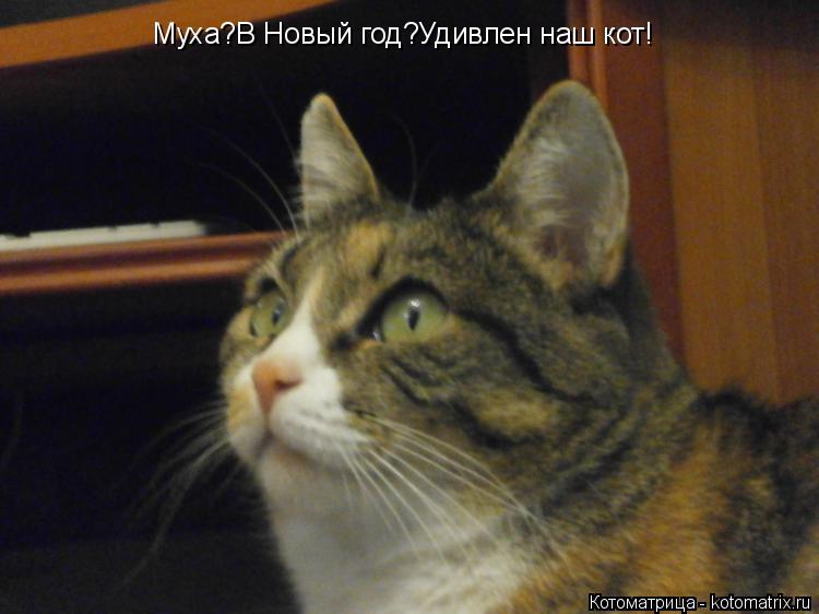 Муха?В Новый год?Удивлен наш кот!... Котоматрица: Муха?В Новый год?Удивлен наш кот!