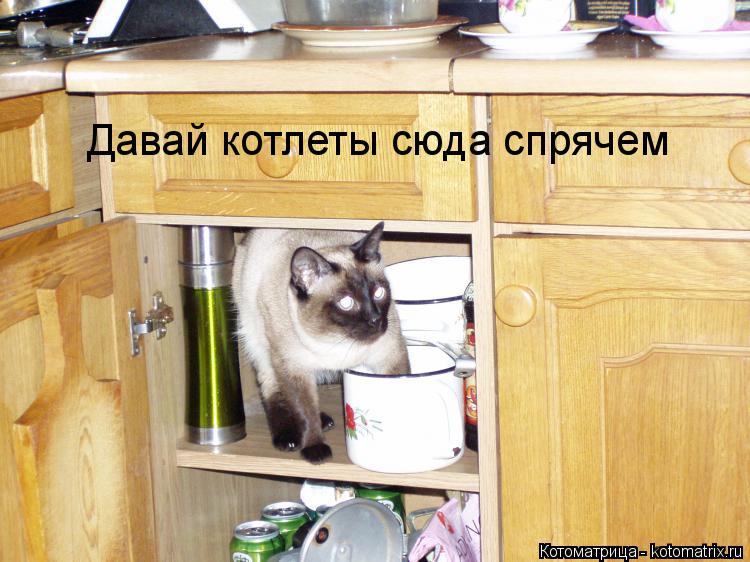 Давай котлеты сюда спрячем... Котоматрица: Давай котлеты сюда спрячем