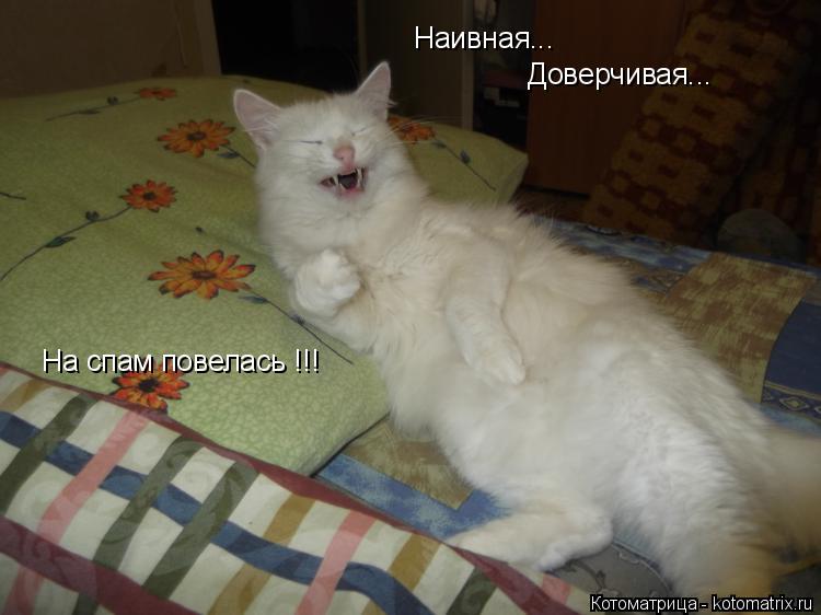 Наивная... Доверчивая... На спам повелась !!!... Котоматрица: Наивная... Доверчивая... На спам повелась !!!