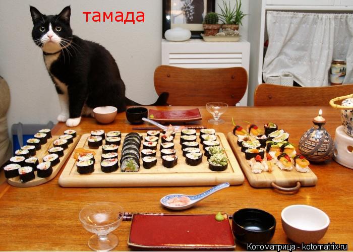 Котоматрица: тамада