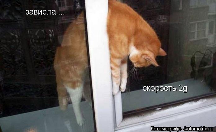 зависла.... скорость 2g... Котоматрица: зависла.... скорость 2g