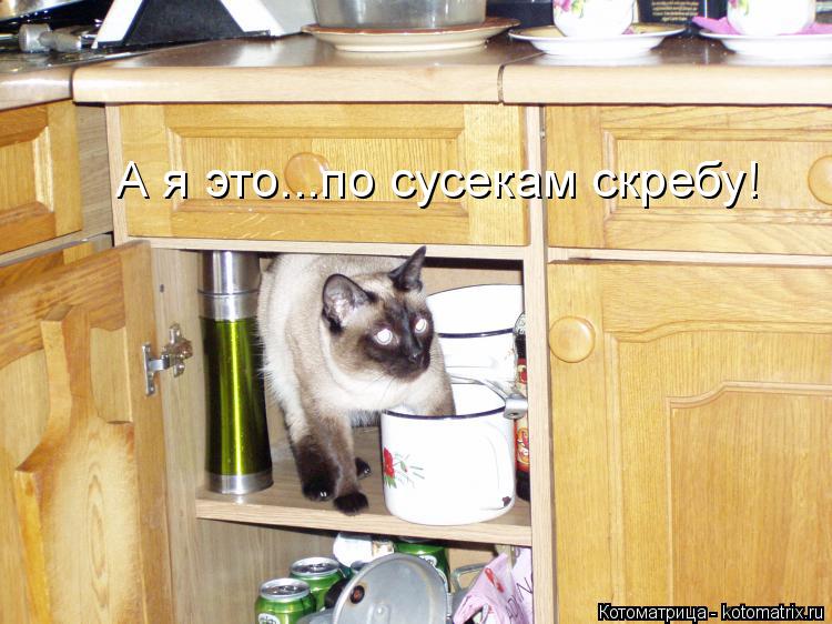 А я это...по сусекам скребу!... Котоматрица: А я это...по сусекам скребу!