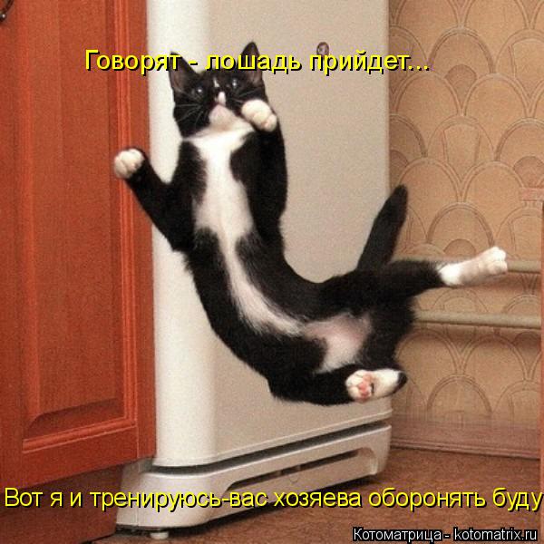 Говорят - лошадь прийдет... Вот я и тренируюсь-вас хозяева оборонять буду!!... Котоматрица: Говорят - лошадь прийдет... Вот я и тренируюсь-вас хозяева оборонять буду!!