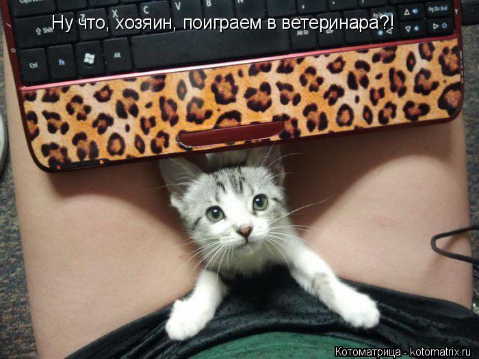 Ну что, хозяин, поиграем в ветеринара?!... Котоматрица: Ну что, хозяин, поиграем в ветеринара?!
