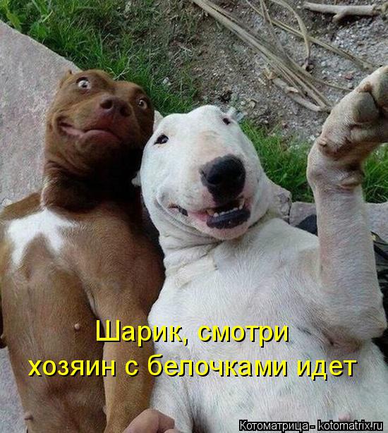 Шарик, смотри хозяин с белочками идет... Котоматрица: Шарик, смотри хозяин с белочками идет