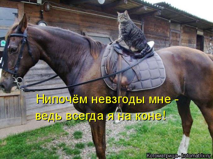 Котоматрица: Нипочём невзгоды мне -  ведь всегда я на коне!