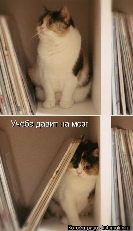 Котоматрица: Учёба давит на мозг