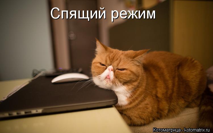 Котоматрица: Спящий режим