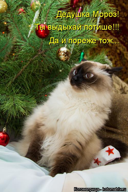 Дедушка Мороз! Ты выдыхай потише!!! Да и пореже тож...... Котоматрица: Дедушка Мороз! Ты выдыхай потише!!! Да и пореже тож...